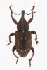 Hylobius transversovittatus